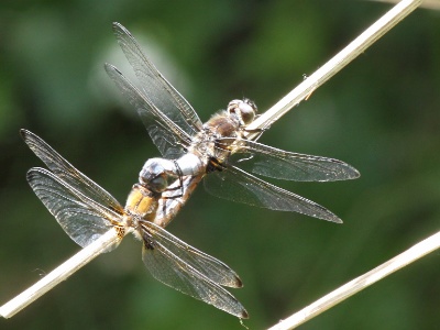 IMG 4610Crop