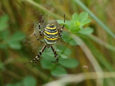 Spiders