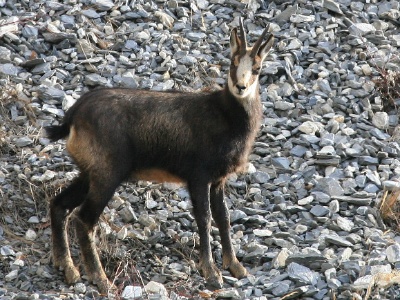 IMG 8255Crop