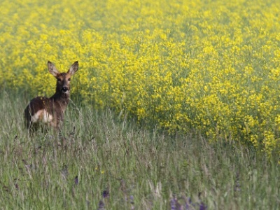 IMG 0997Crop
