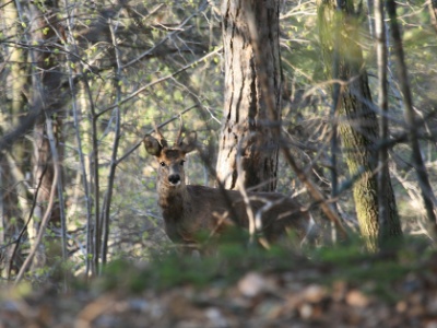 IMG 3668Crop