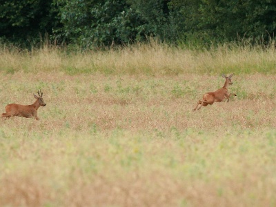 IMG 5002Crop