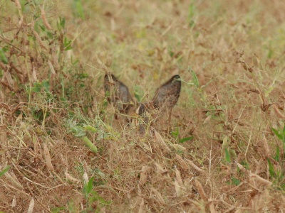IMG 5010Crop