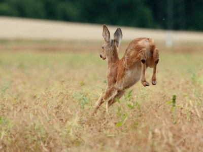 IMG 5012Crop