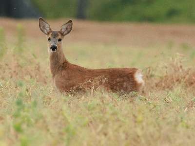 IMG 5018Crop