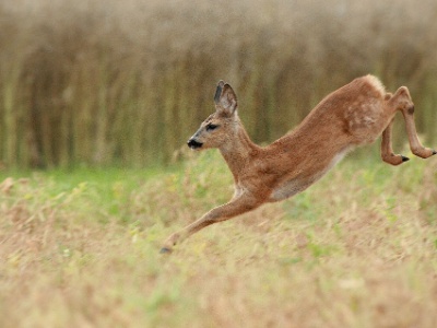 IMG 5028Crop