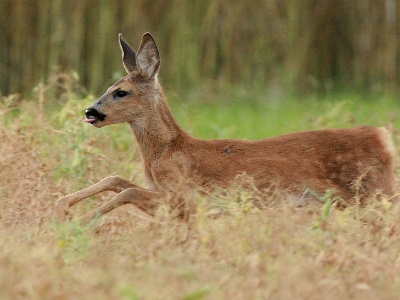 IMG 5029Crop