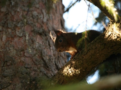 IMG 2062Crop