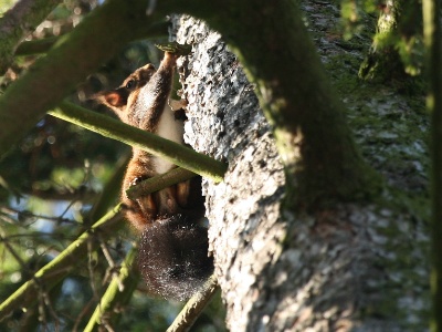 IMG 2071Crop