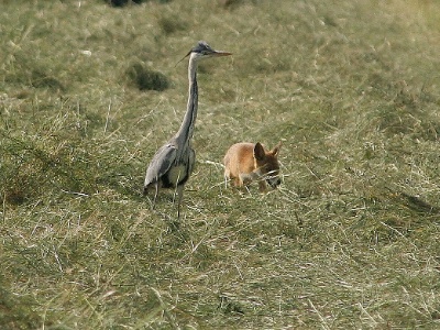 IMG 2393Crop