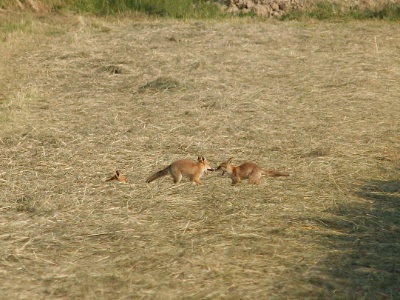 IMG 2518Crop