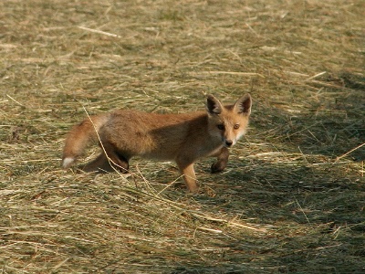 IMG 2546Crop