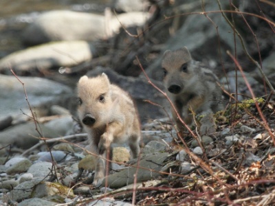 IMG 2953Crop