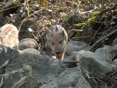 IMG 2966Crop
