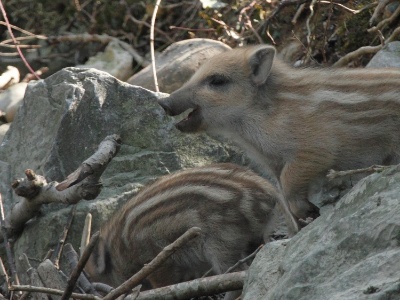 IMG 2969Crop