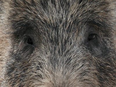 IMG 2978Crop