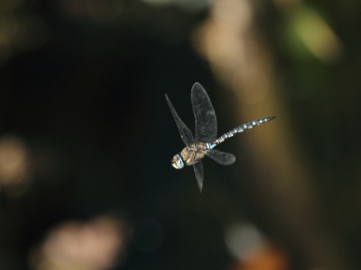 2 IMG 7424