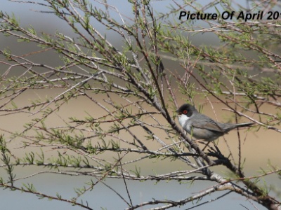 IMG 6498 copy  FR: Fauvette mélanocéphale(Sylvia melanocephala) UK: Sardinian warbler DE: Samtkopf-Grasmücke