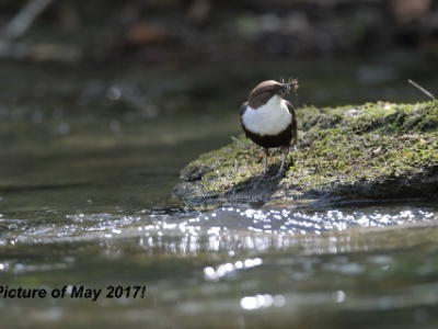 JA8A3632  FRA: Cincle plongeur (Cinclus cinclus) GRB:  White-throated Dipper DEU: Wasseramsel ESP: mirlo acuático europeo ITA: merlo acquaiolo RUS: Оляпка CHN: 白喉河乌