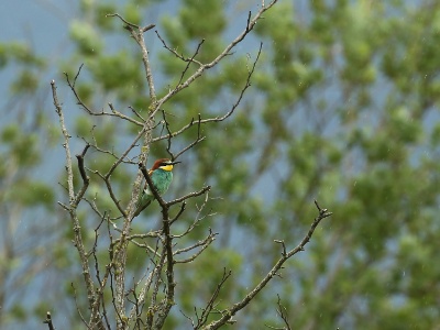 U09A9610 copy  FR: Guêpier d'Europe (Merops apiaster) UK: European Bee-eater DE: Bienenfresser ES: abejaruco europeo RU: Золотистая щурка CH: 黄喉蜂虎